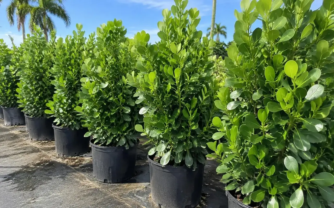 AI-generated row of tall, full 6–7 ft Clusia in large 25–30 gallon nursery containers under blue sky.