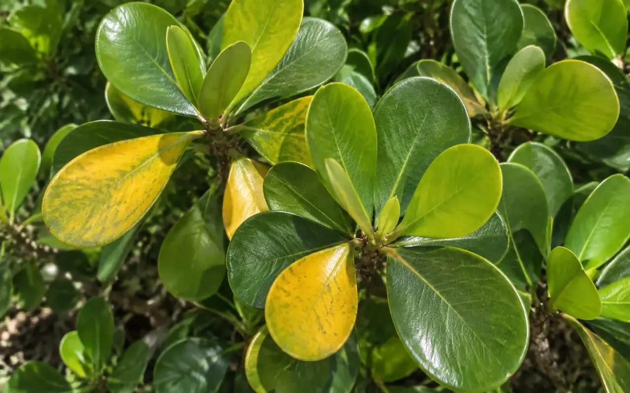 AI-generated close-up of Clusia foliage with a few yellowing leaves among healthy green ones.